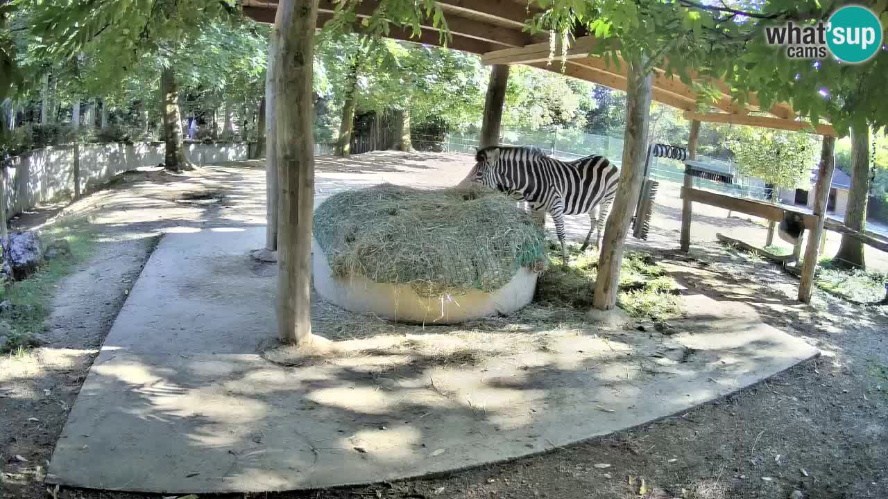 Web kamera uživo Zebras u ZOO Ljubljana – Slovenija