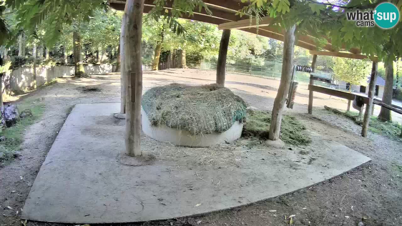 Web kamera uživo Zebras u ZOO Ljubljana – Slovenija
