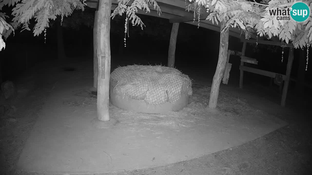 Web kamera uživo Zebras u ZOO Ljubljana – Slovenija