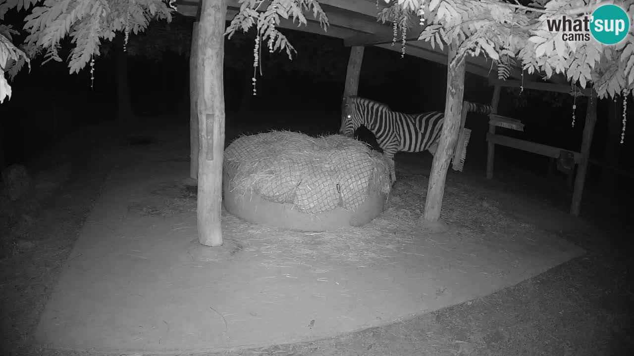 Le Zebre nello ZOO di Ljubljana – Slovenia Live webcam
