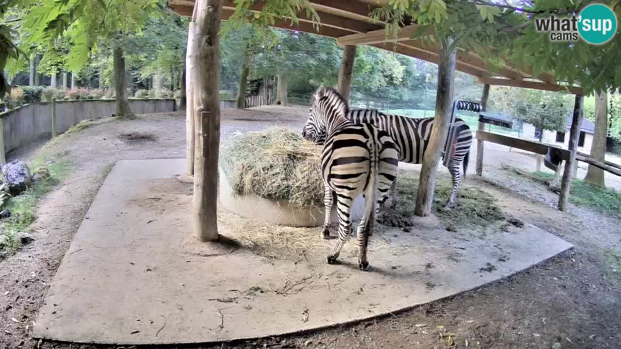 Camera en vivo Cebras in Ljubljana ZOO – Eslovenia