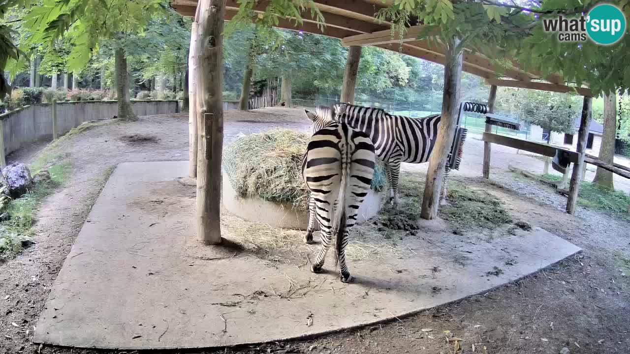 Le Zebre nello ZOO di Ljubljana – Slovenia Live webcam