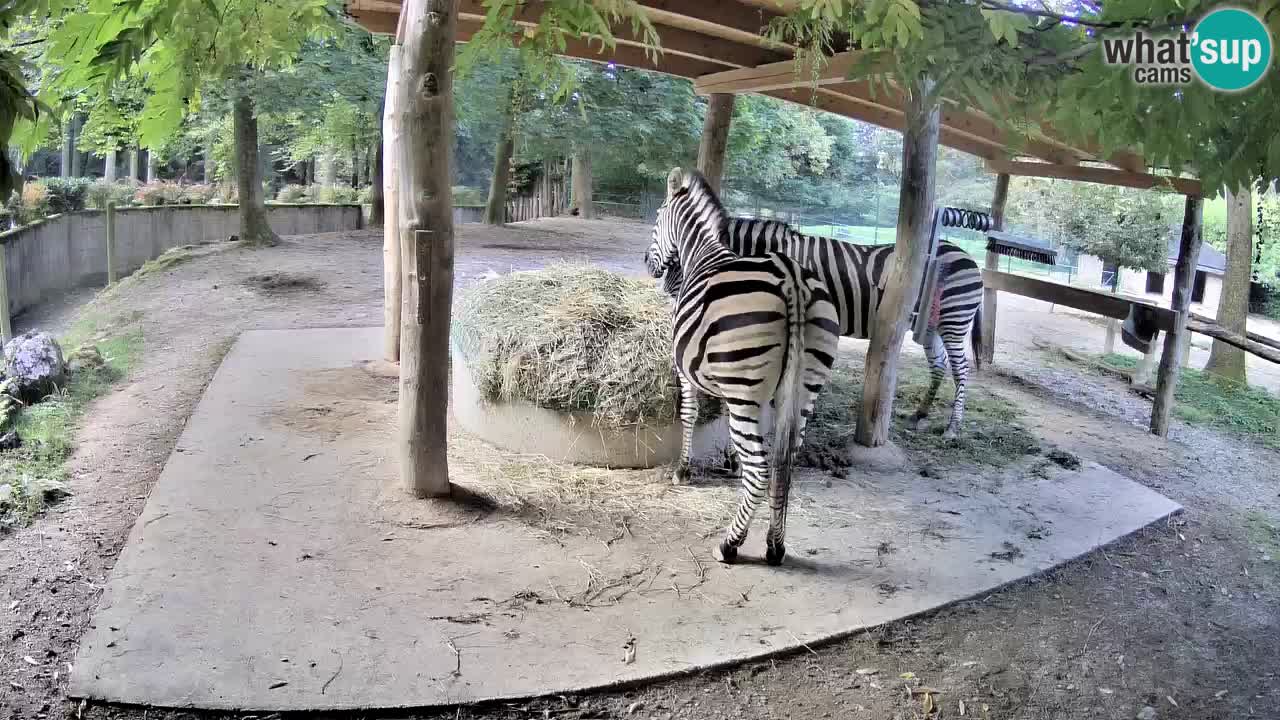 Camera en vivo Cebras in Ljubljana ZOO – Eslovenia