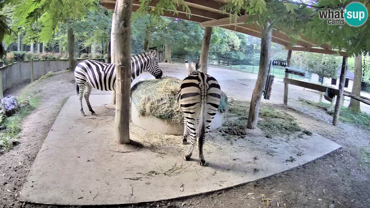 Le Zebre nello ZOO di Ljubljana – Slovenia Live webcam