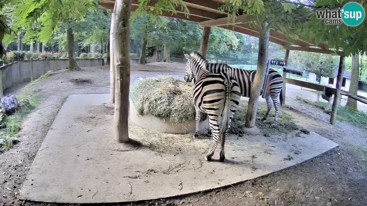 Le Zebre nello ZOO di Ljubljana – Slovenia Live webcam