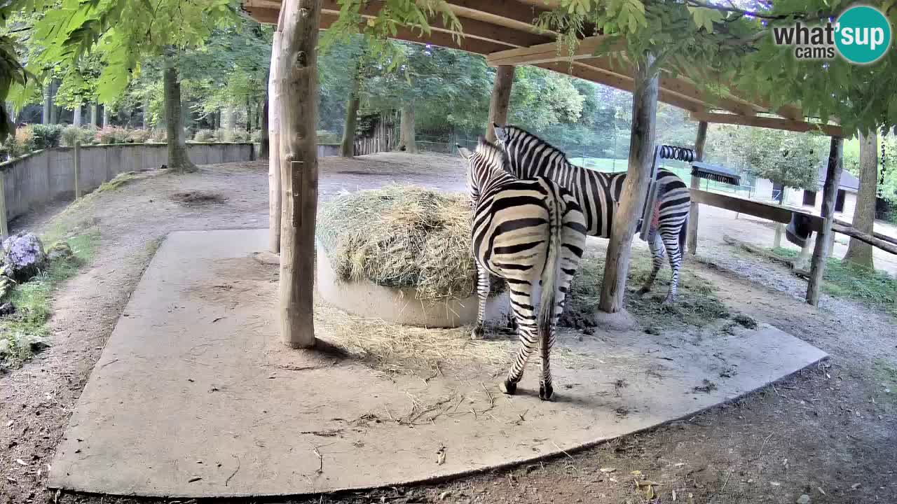 Zebre v živo v živalskem vrtu Ljubljana ZOO spletne kamere