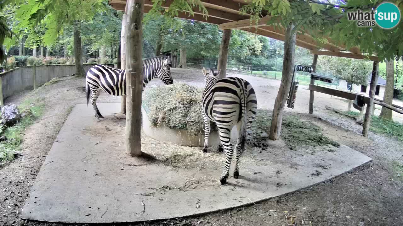 Web kamera uživo Zebras u ZOO Ljubljana – Slovenija