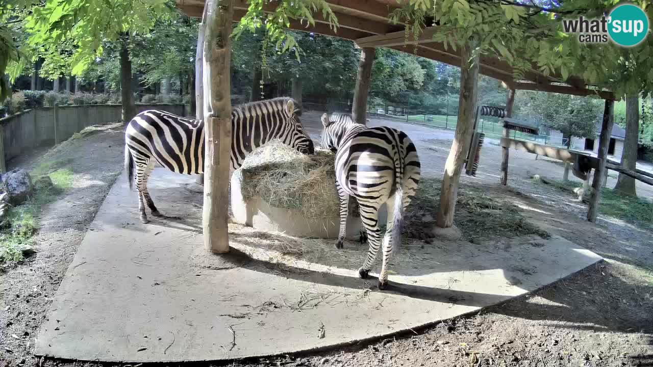 Live webcam Les zèbres in Ljubljana ZOO – Slovénie