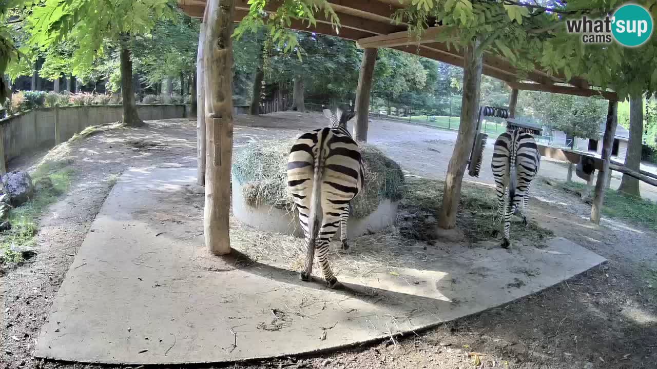 Camera en vivo Cebras in Ljubljana ZOO – Eslovenia