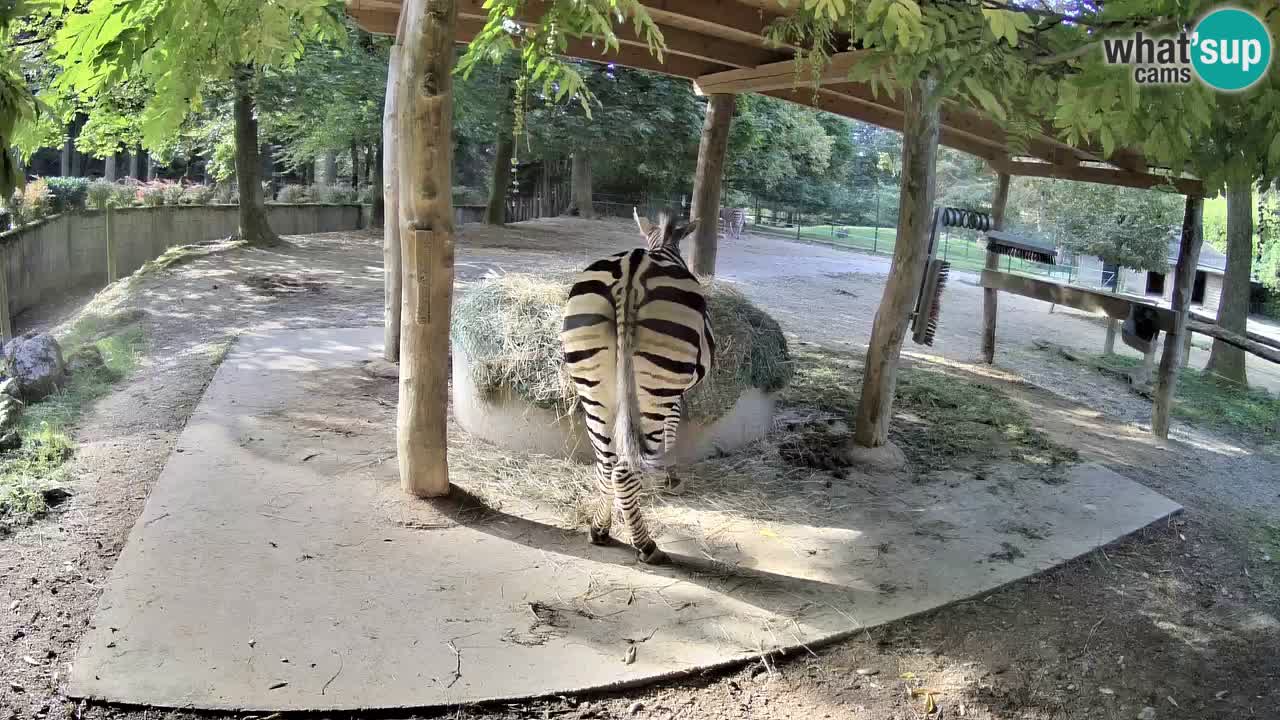 Live Webcam Zebras in Ljubljana ZOO – Slowenien