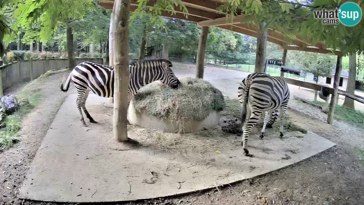 Camera en vivo Cebras in Ljubljana ZOO – Eslovenia