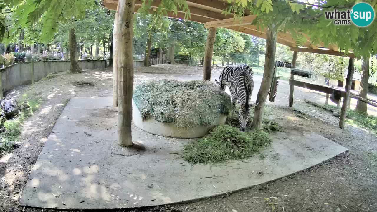 Zebre v živo v živalskem vrtu Ljubljana ZOO spletne kamere