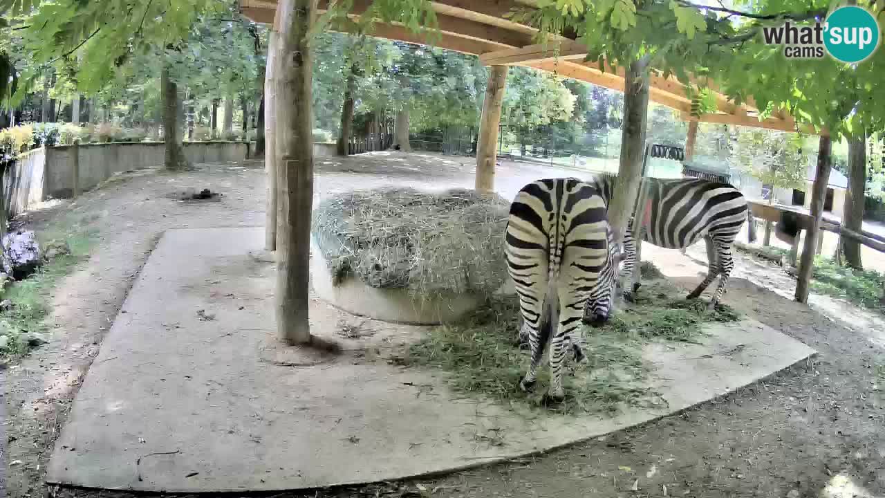 Zebre v živo v živalskem vrtu Ljubljana ZOO spletne kamere