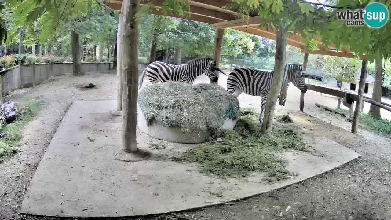Le Zebre nello ZOO di Ljubljana – Slovenia Live webcam