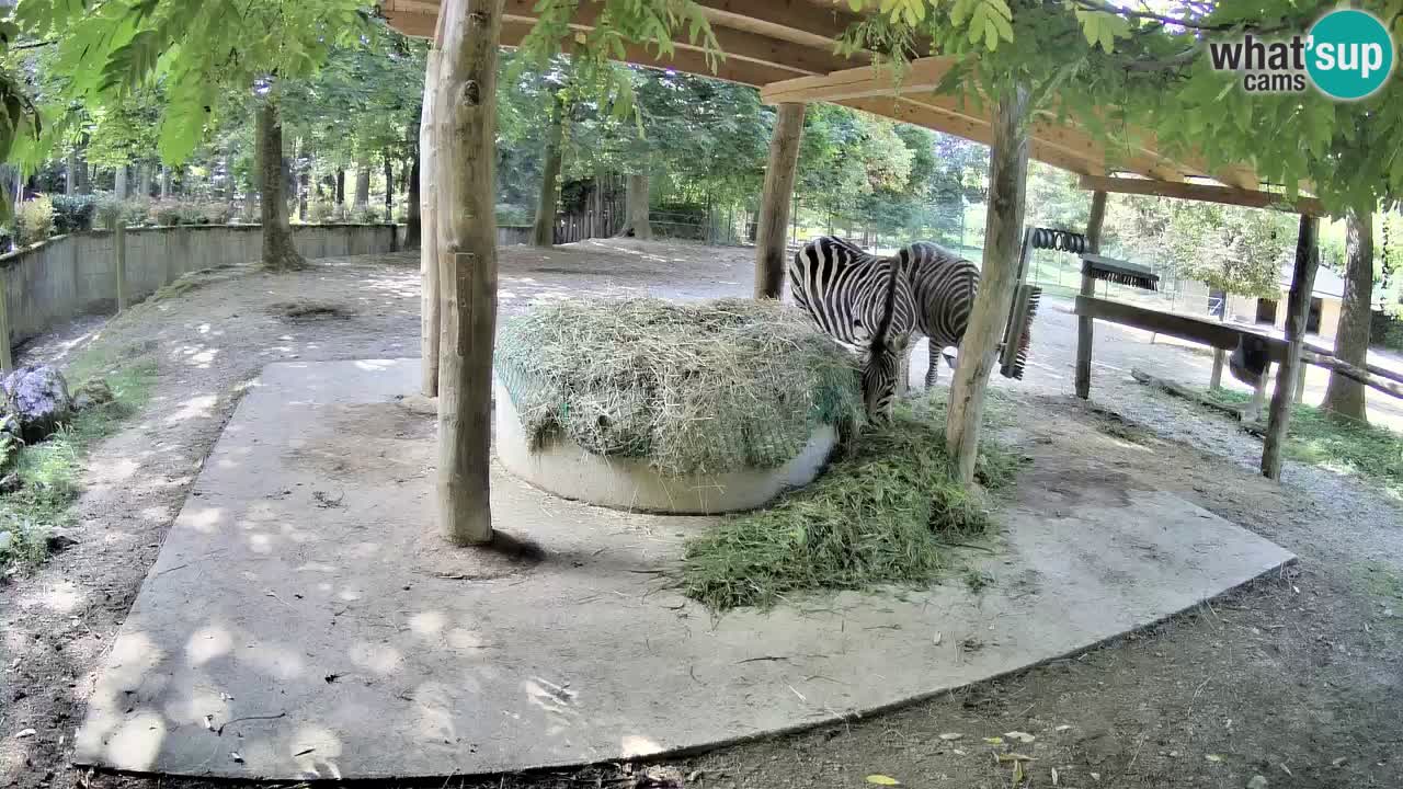 Camera en vivo Cebras in Ljubljana ZOO – Eslovenia