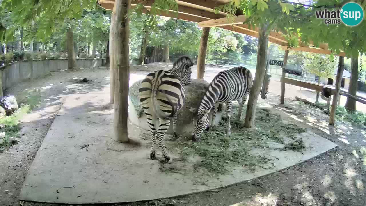 Live webcam Les zèbres in Ljubljana ZOO – Slovénie