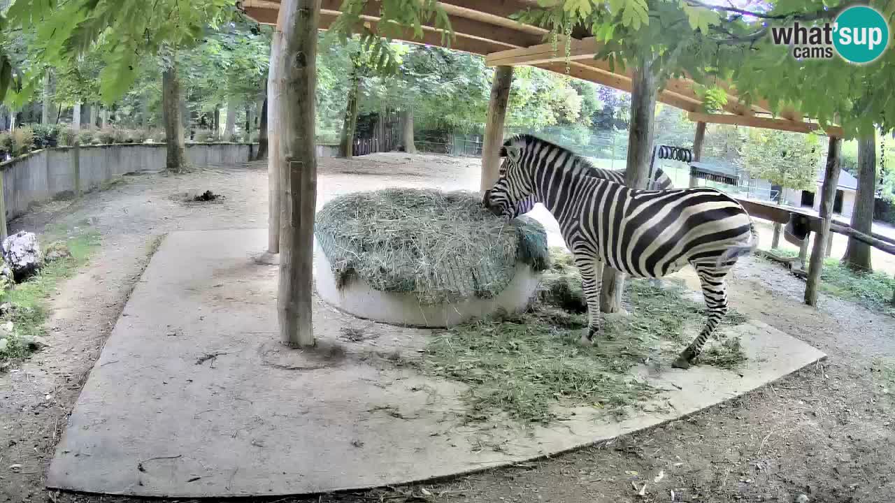 Camera en vivo Cebras in Ljubljana ZOO – Eslovenia