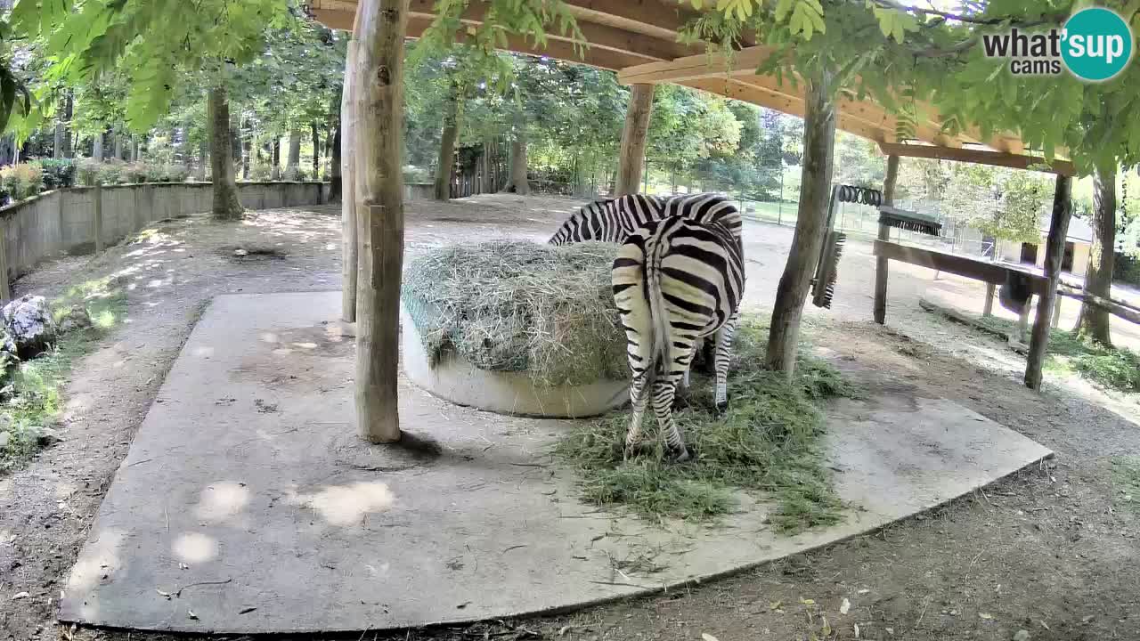 Camera en vivo Cebras in Ljubljana ZOO – Eslovenia