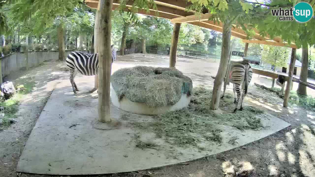 Camera en vivo Cebras in Ljubljana ZOO – Eslovenia