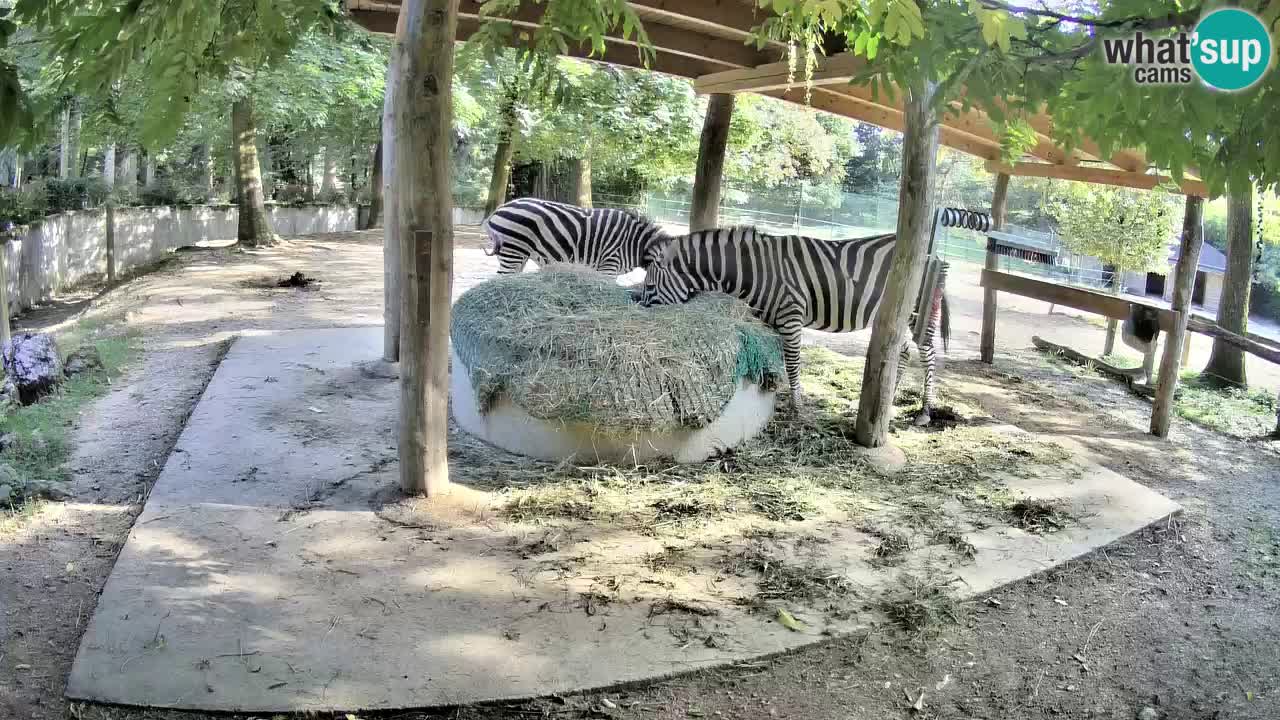 Zebre v živo v živalskem vrtu Ljubljana ZOO spletne kamere