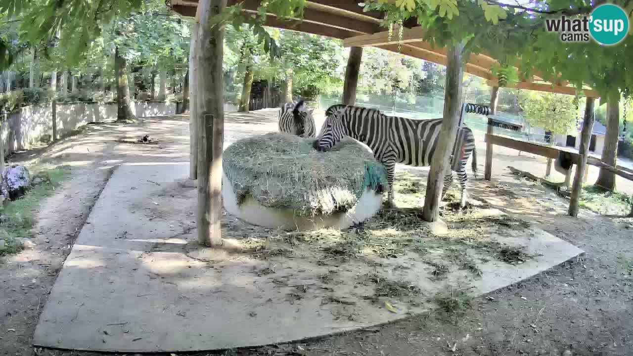 Zebre v živo v živalskem vrtu Ljubljana ZOO spletne kamere