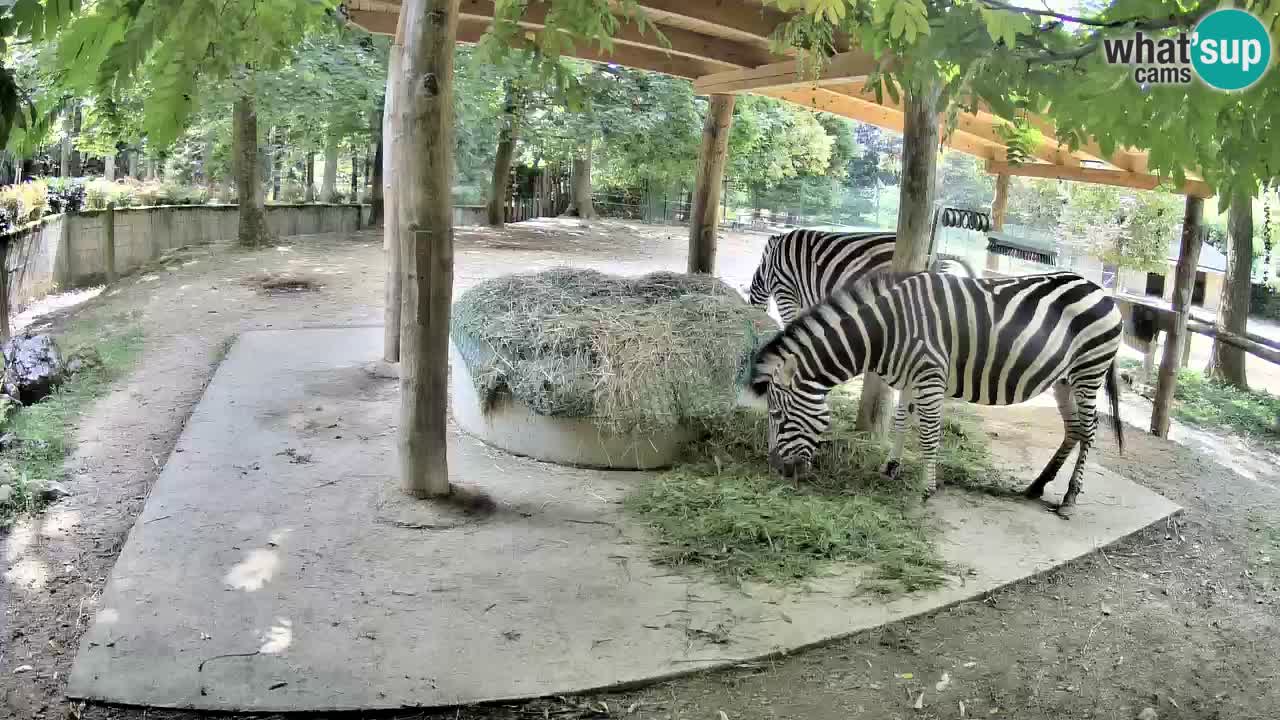 Live Webcam Zebras in Ljubljana ZOO – Slowenien