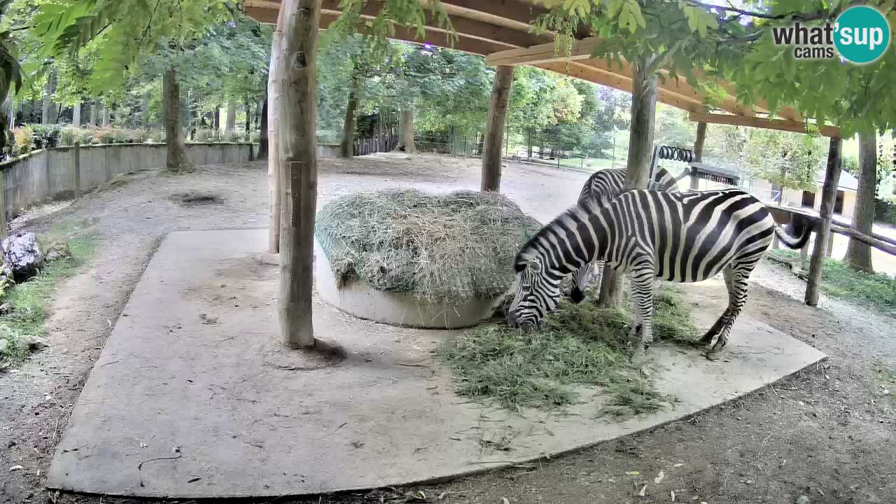 Live Webcam Zebras in Ljubljana ZOO – Slowenien