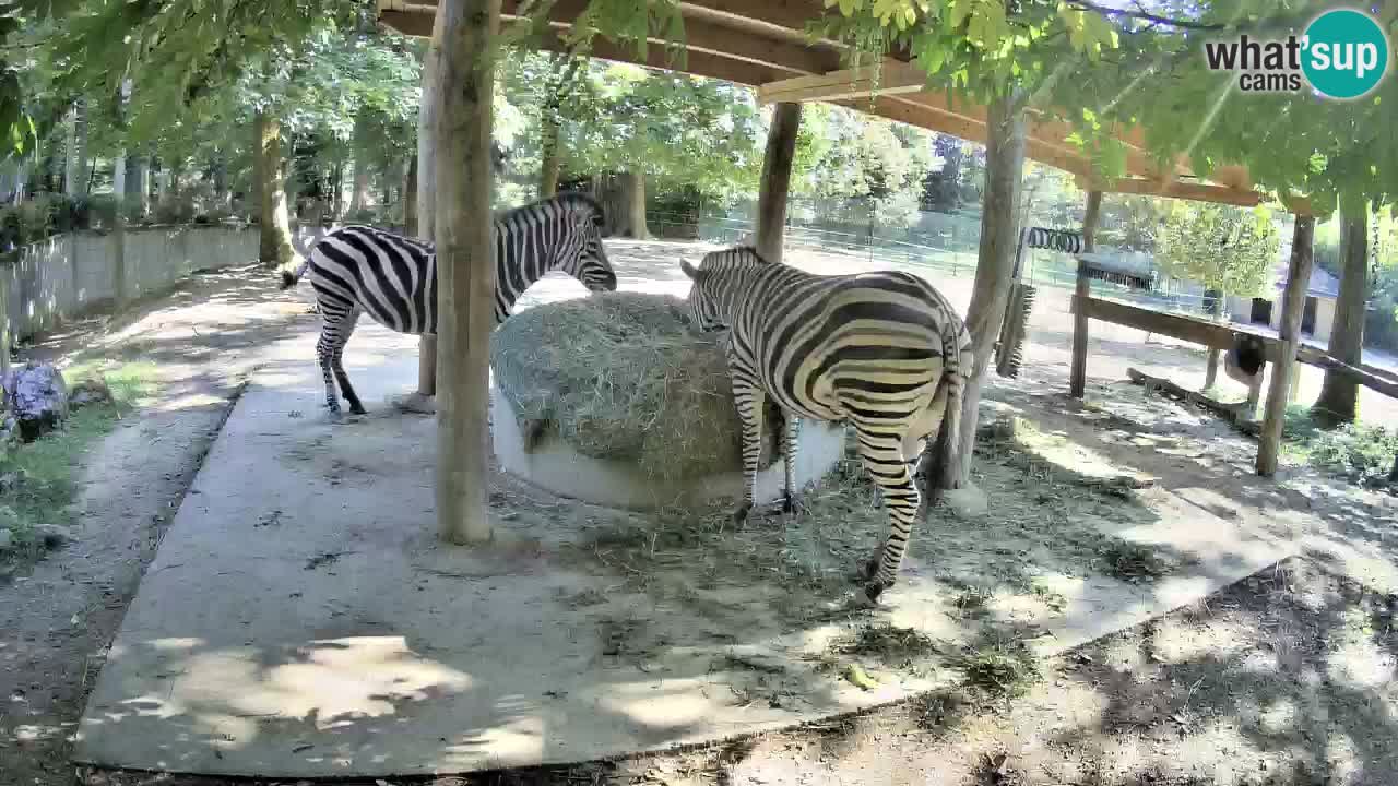 Live Webcam Zebras in Ljubljana ZOO – Slowenien