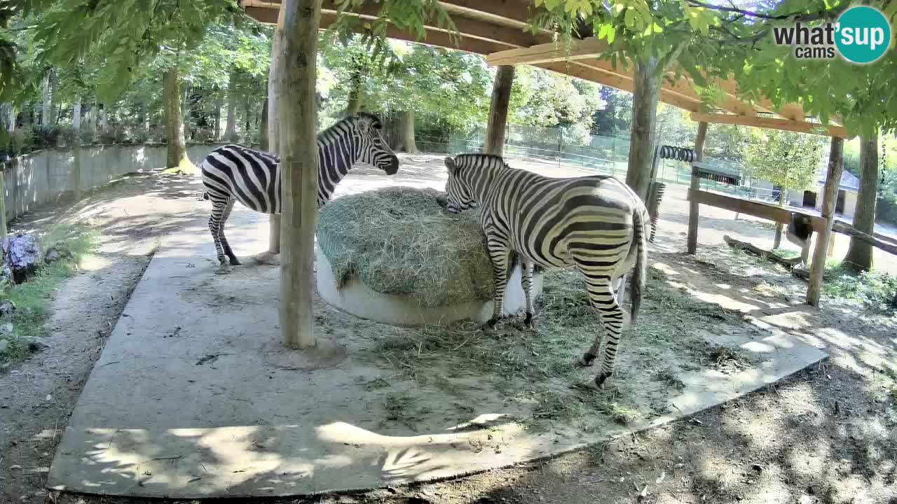 Live Webcam Zebras in Ljubljana ZOO – Slowenien