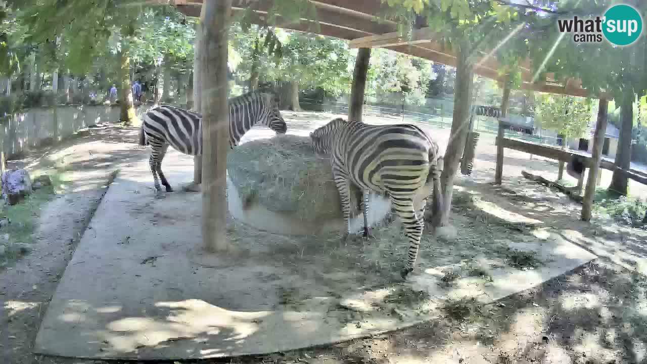 Camera en vivo Cebras in Ljubljana ZOO – Eslovenia