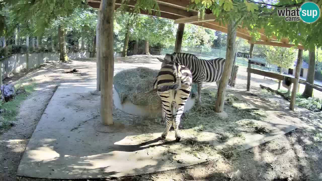 Live Webcam Zebras in Ljubljana ZOO – Slowenien