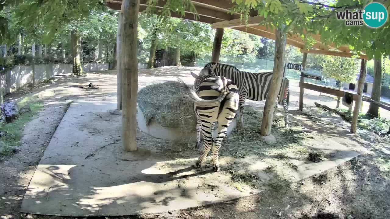 Camera en vivo Cebras in Ljubljana ZOO – Eslovenia