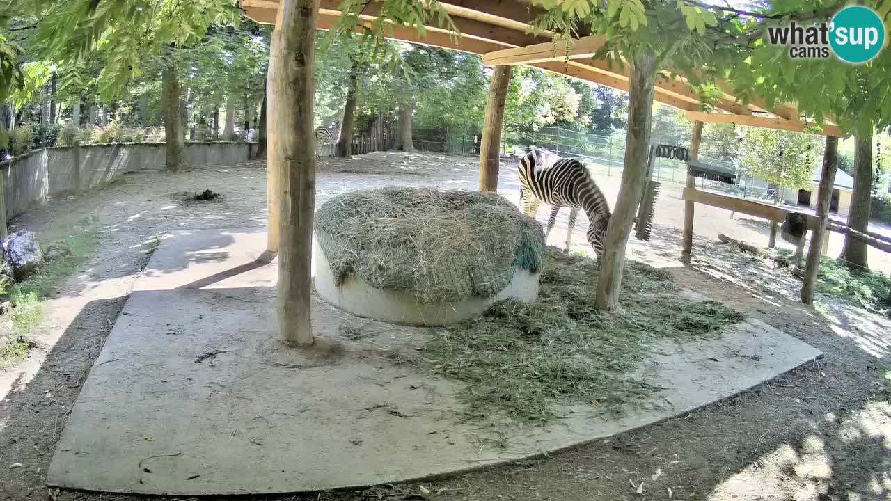 Camera en vivo Cebras in Ljubljana ZOO – Eslovenia