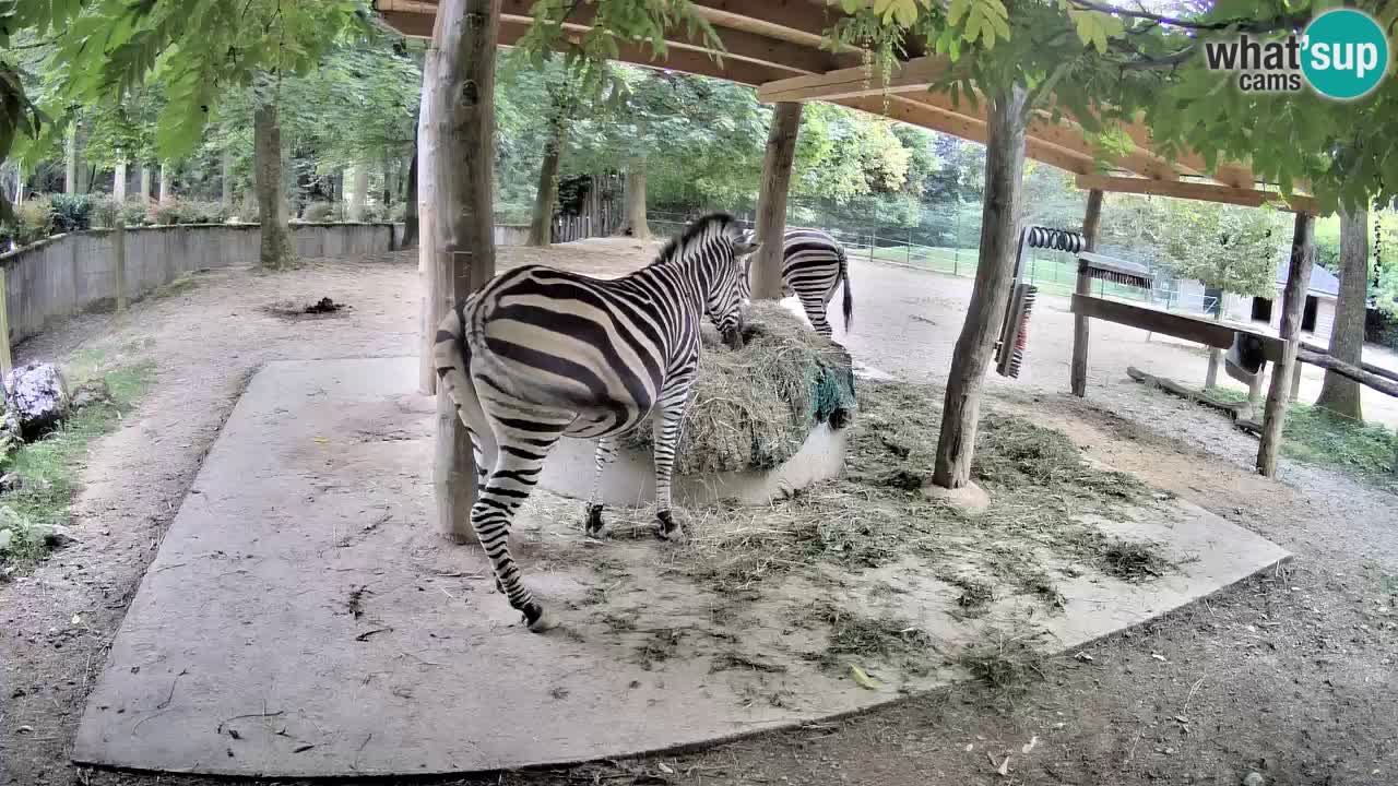 Zebre v živo v živalskem vrtu Ljubljana ZOO spletne kamere