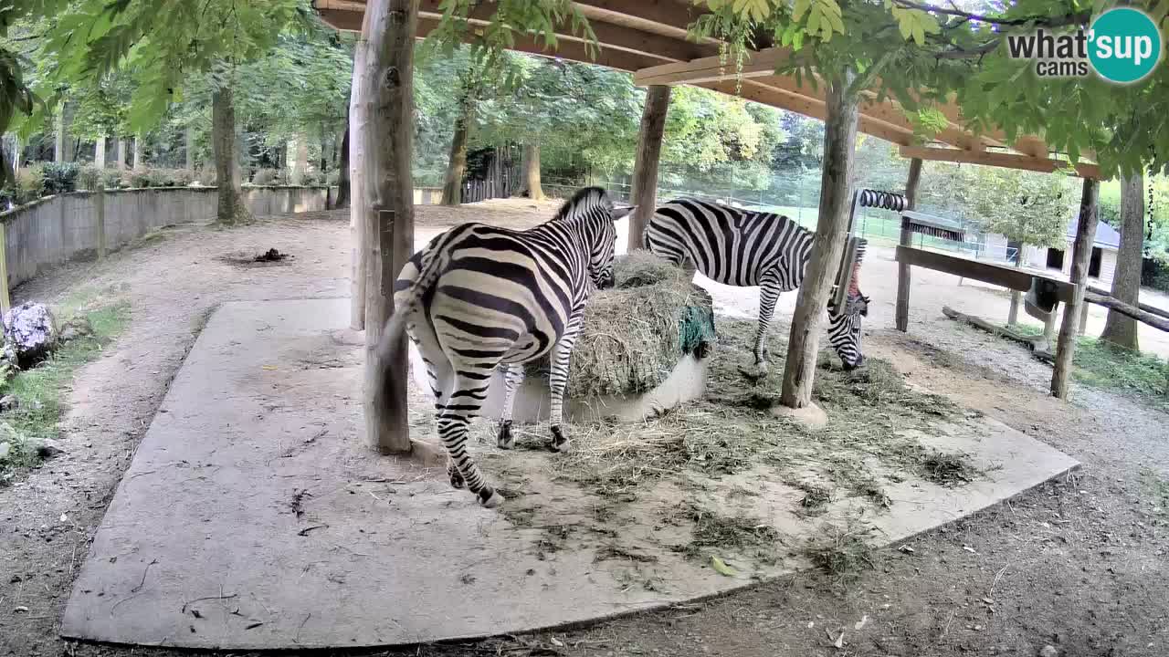 Live webcam Les zèbres in Ljubljana ZOO – Slovénie