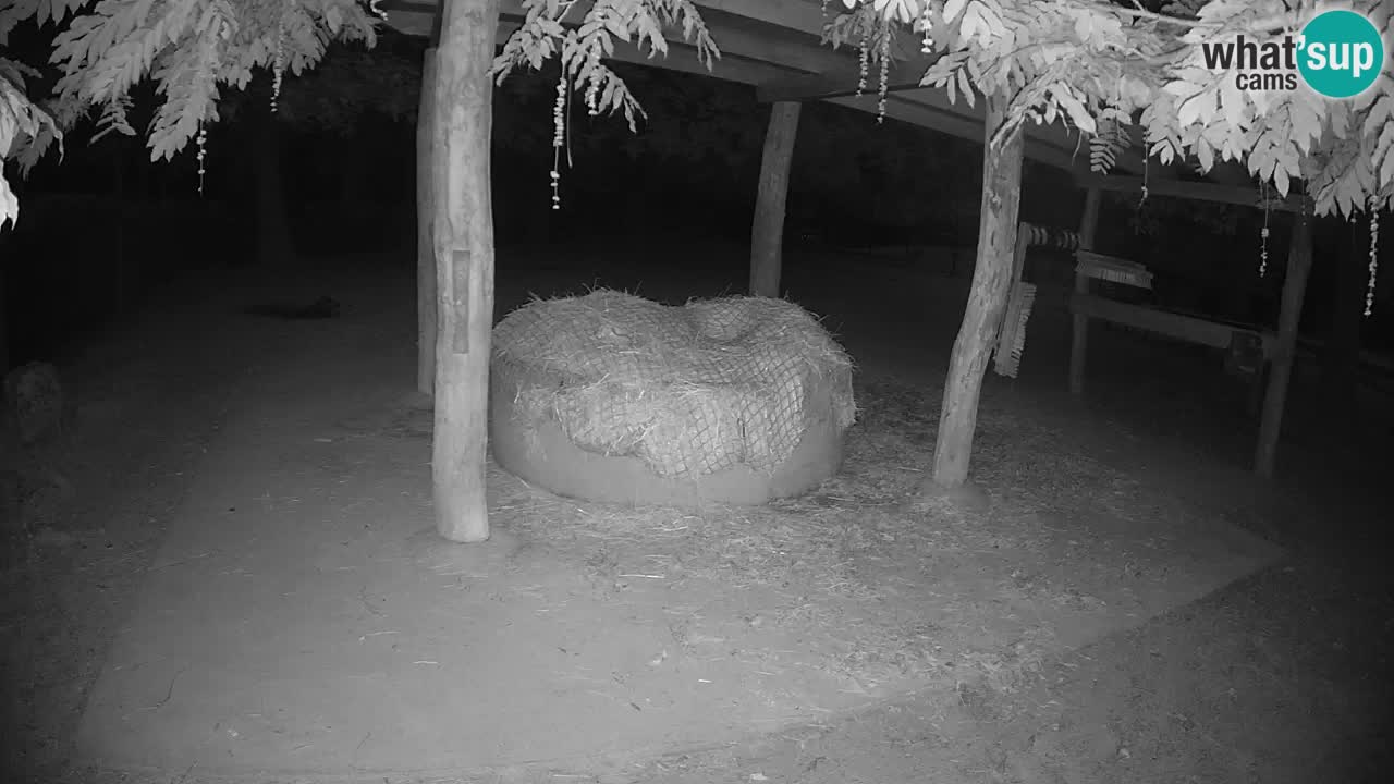 Live webcam Zebras in Ljubljana ZOO – Slovenia