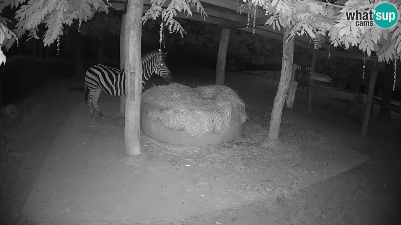 Camera en vivo Cebras in Ljubljana ZOO – Eslovenia
