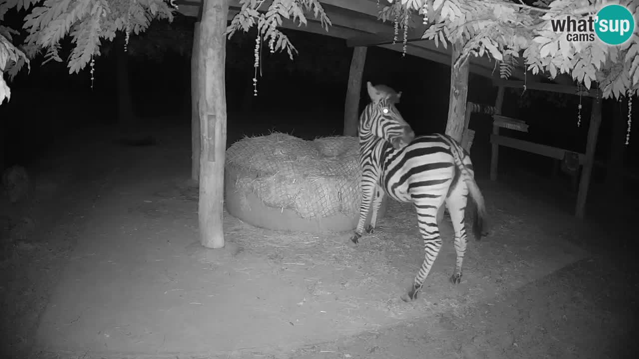 Live Webcam Zebras in Ljubljana ZOO – Slowenien