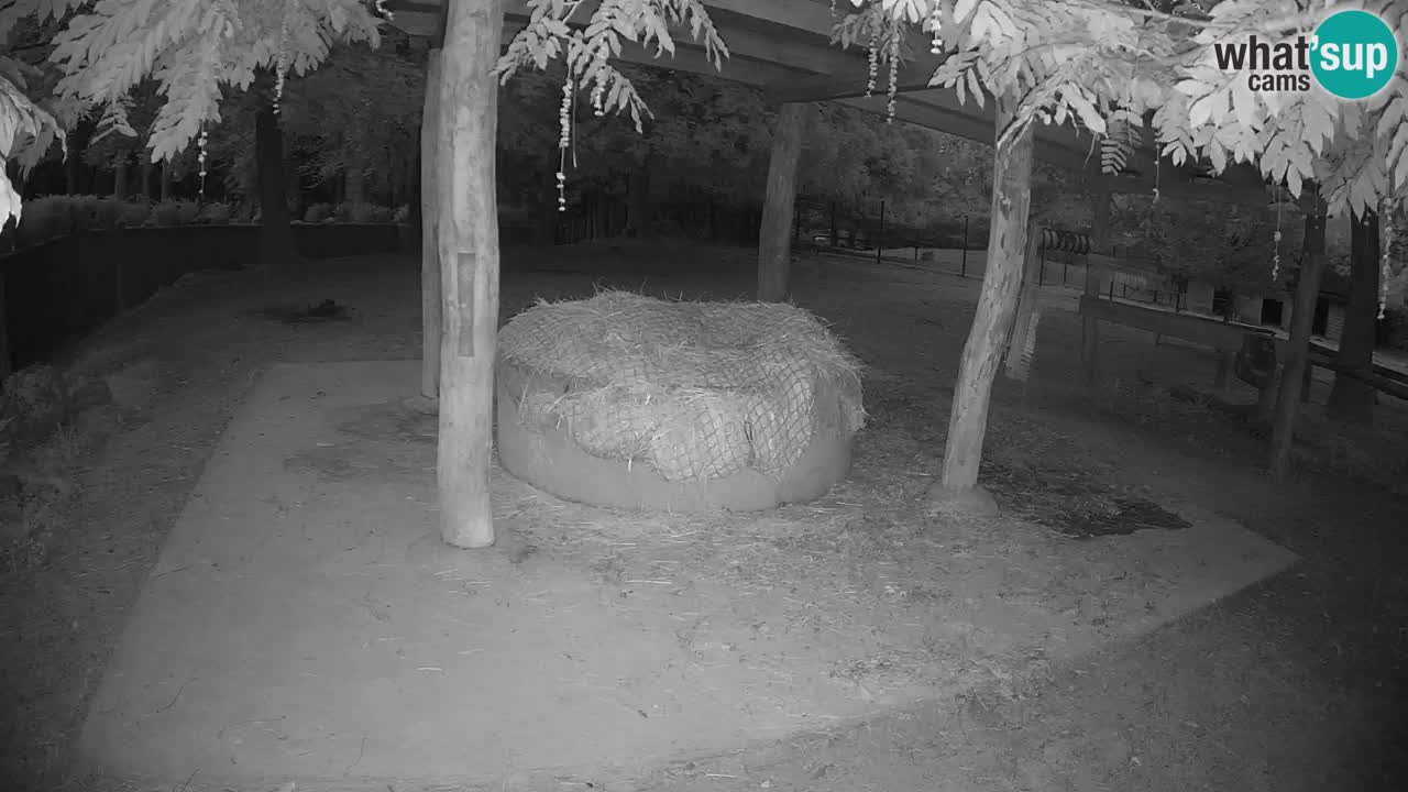 Zebre v živo v živalskem vrtu Ljubljana ZOO spletne kamere