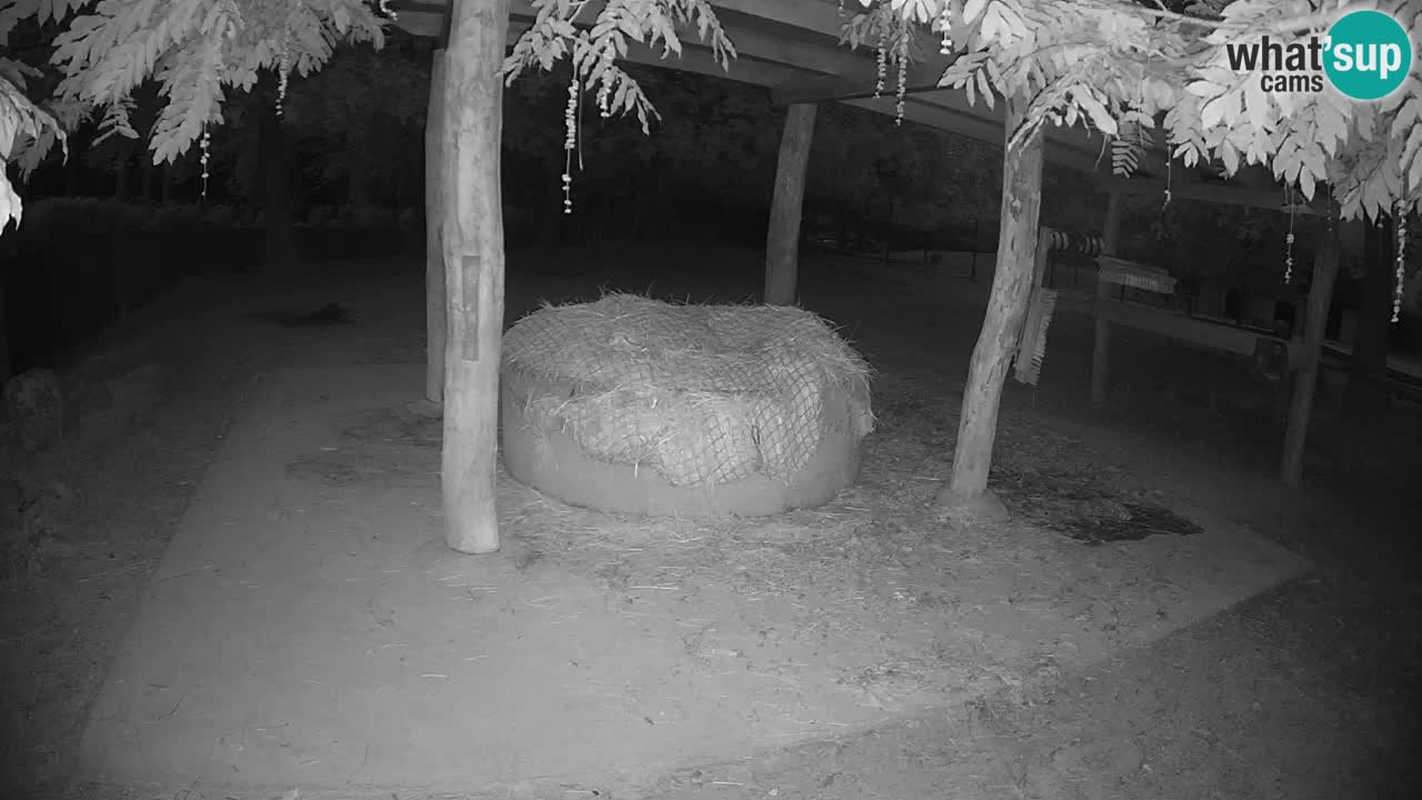 Camera en vivo Cebras in Ljubljana ZOO – Eslovenia