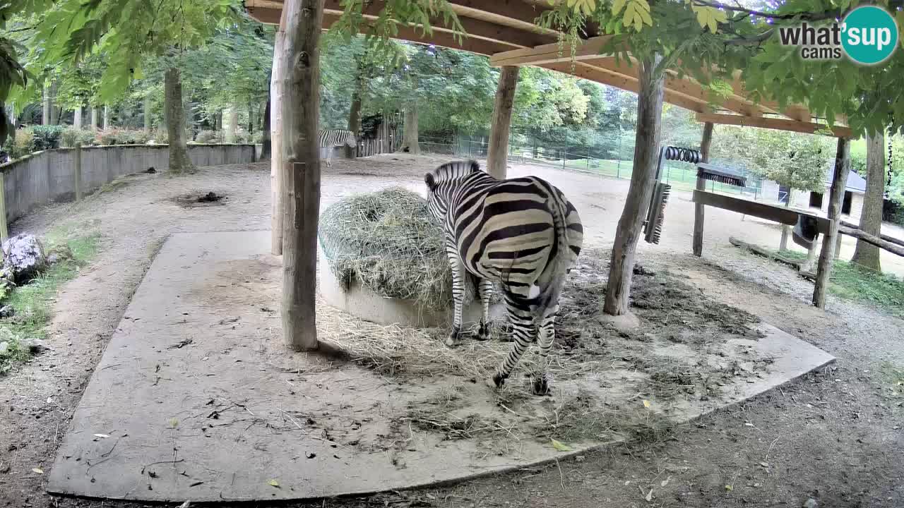 Live Webcam Zebras in Ljubljana ZOO – Slowenien