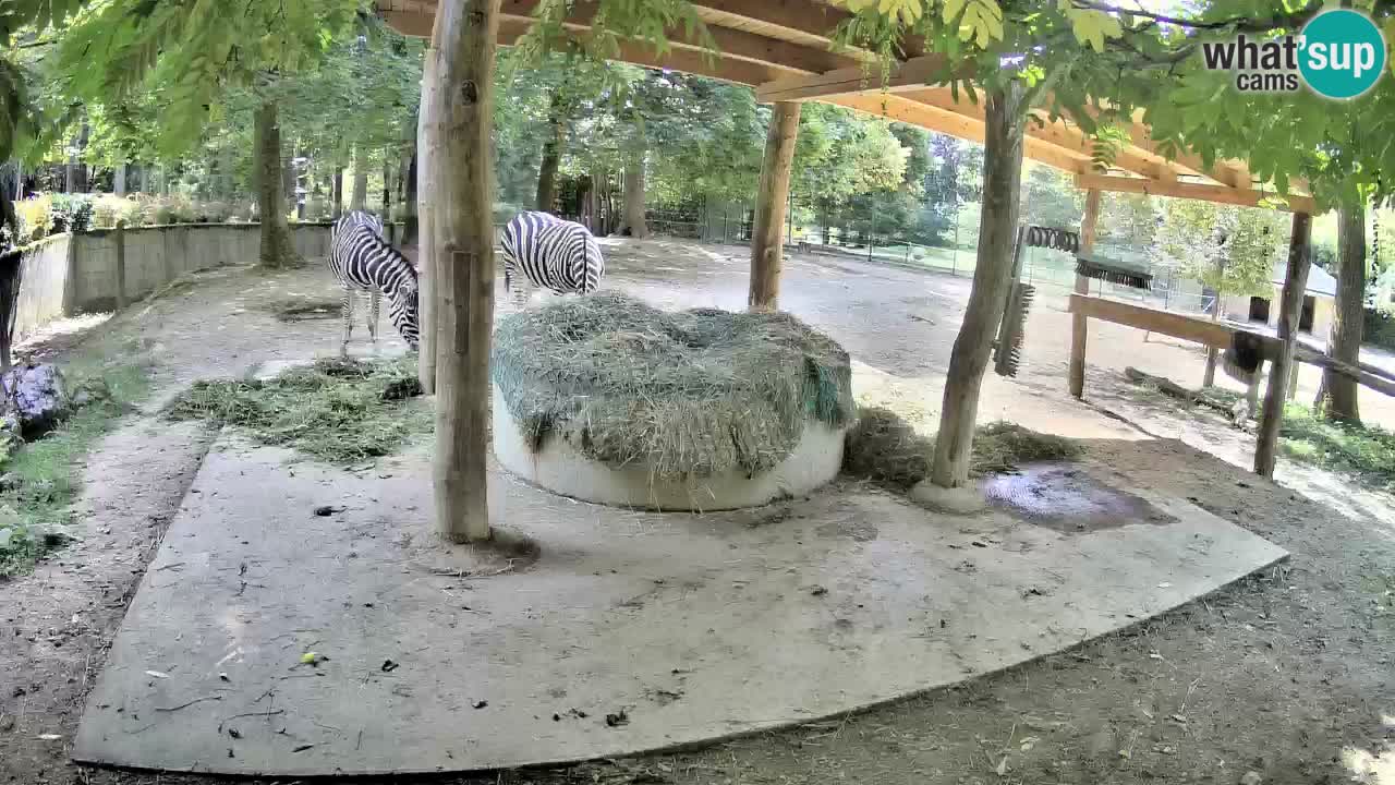 Camera en vivo Cebras in Ljubljana ZOO – Eslovenia