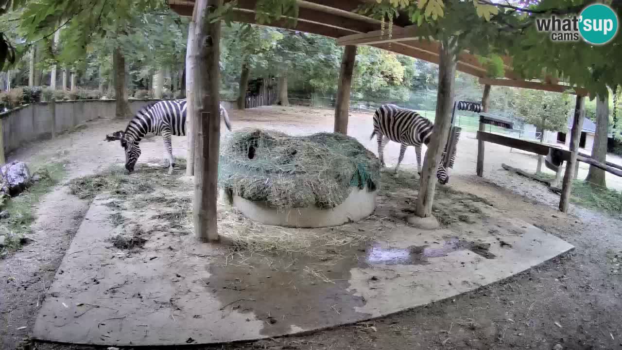 Camera en vivo Cebras in Ljubljana ZOO – Eslovenia