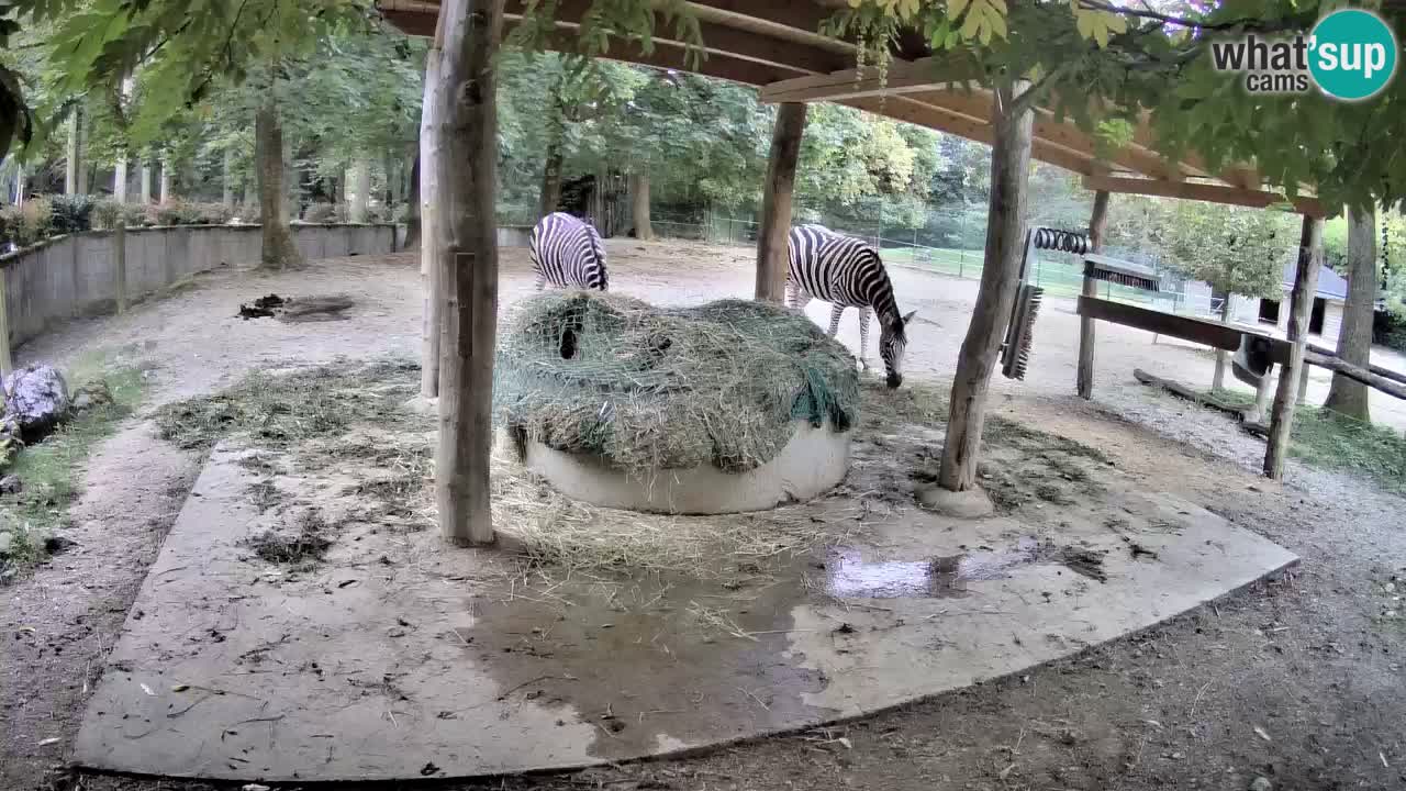 Camera en vivo Cebras in Ljubljana ZOO – Eslovenia
