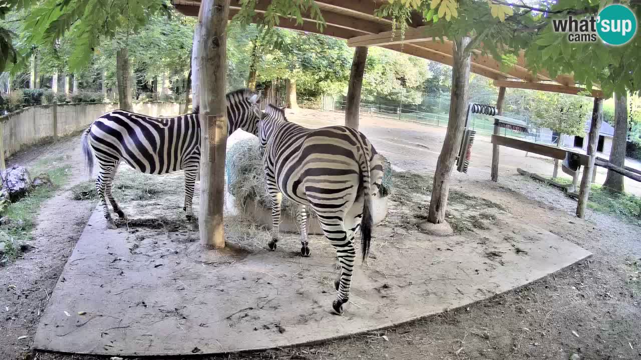 Live webcam Les zèbres in Ljubljana ZOO – Slovénie