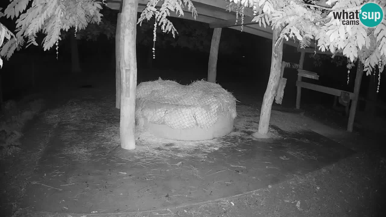 Camera en vivo Cebras in Ljubljana ZOO – Eslovenia