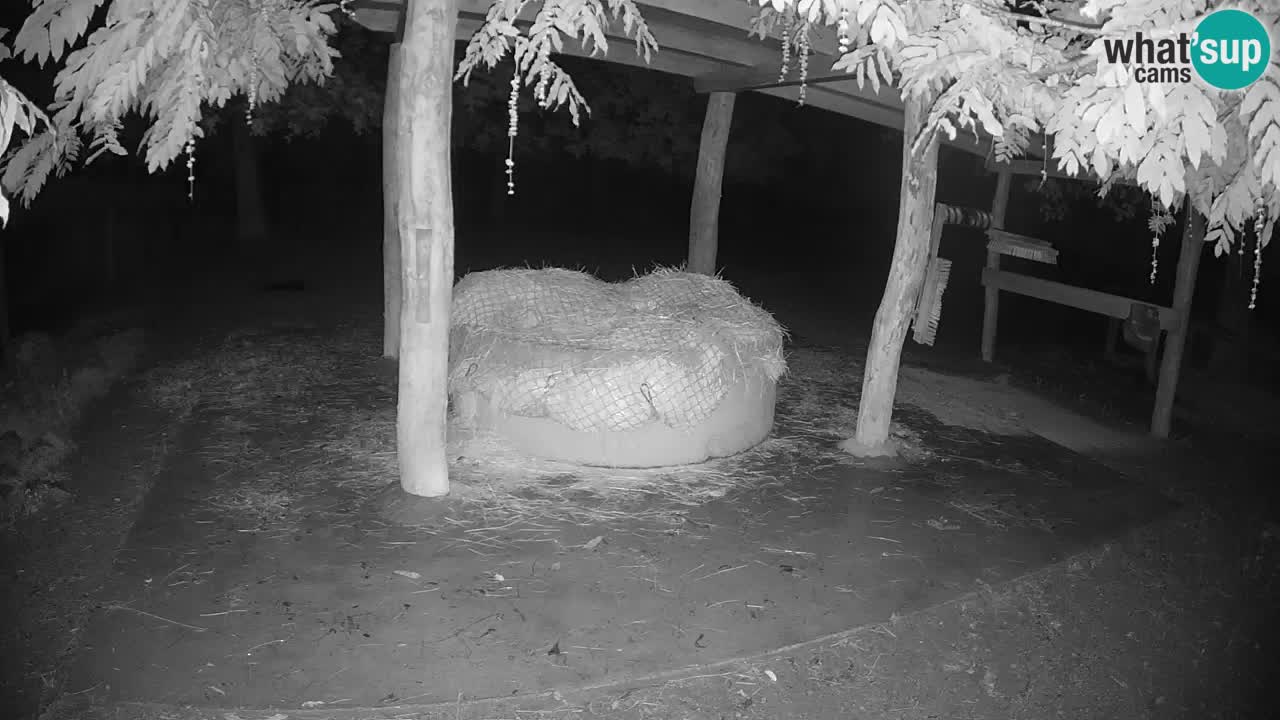 Live Webcam Zebras in Ljubljana ZOO – Slowenien