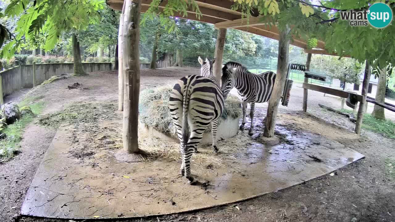 Live Webcam Zebras in Ljubljana ZOO – Slowenien