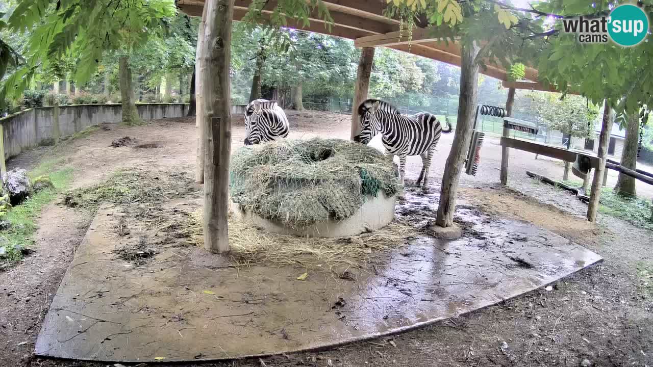 Live Webcam Zebras in Ljubljana ZOO – Slowenien