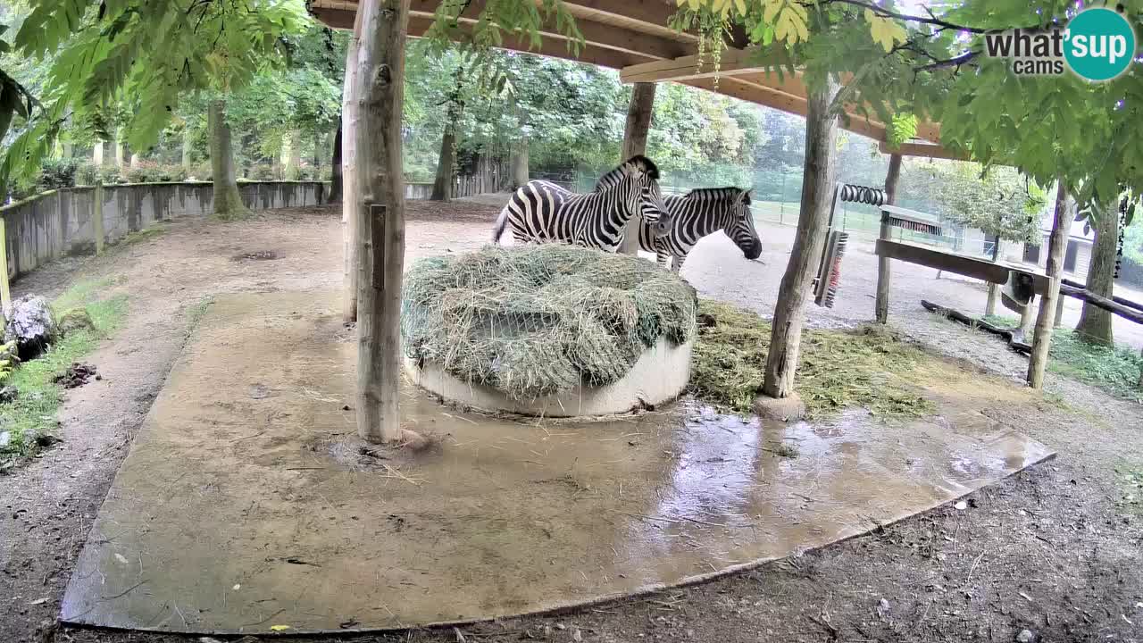 Camera en vivo Cebras in Ljubljana ZOO – Eslovenia